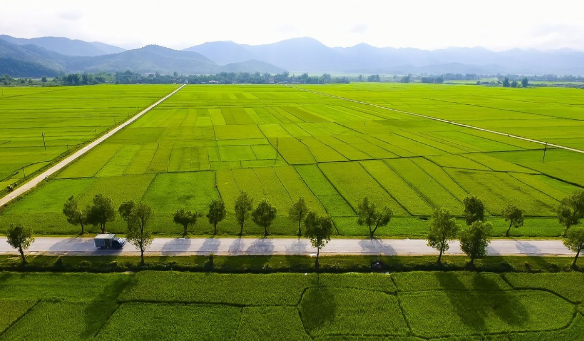 387 canh dong muong thanh