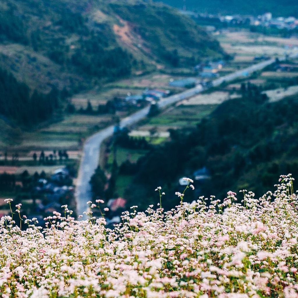 den ha giang ngam sac hong dip le hoi hoa tam giac mach 44 .7224