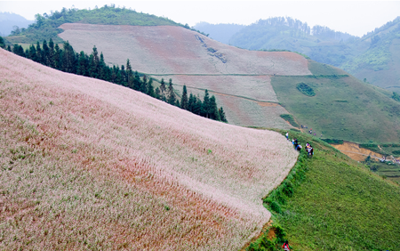 du lich lao cai ngam hoa tam giac mach