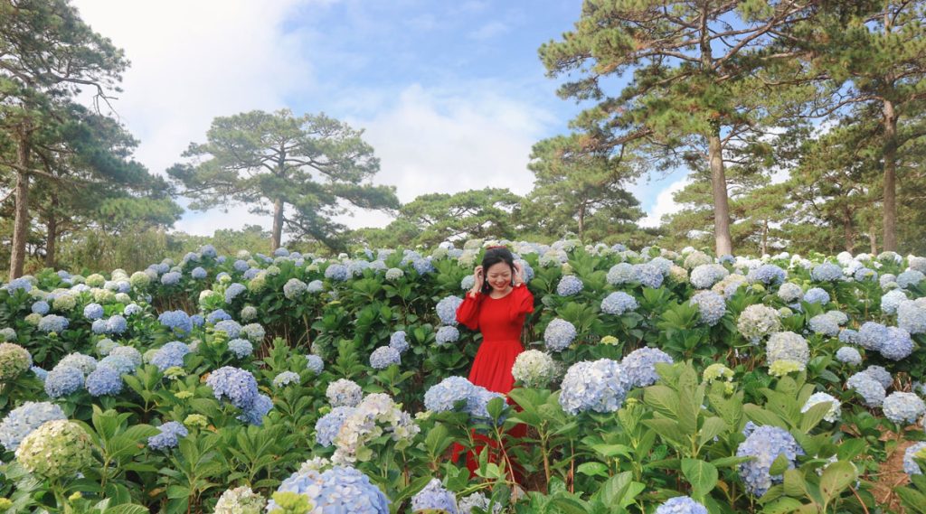 hoa cam tu cau dep nhat Da Lat