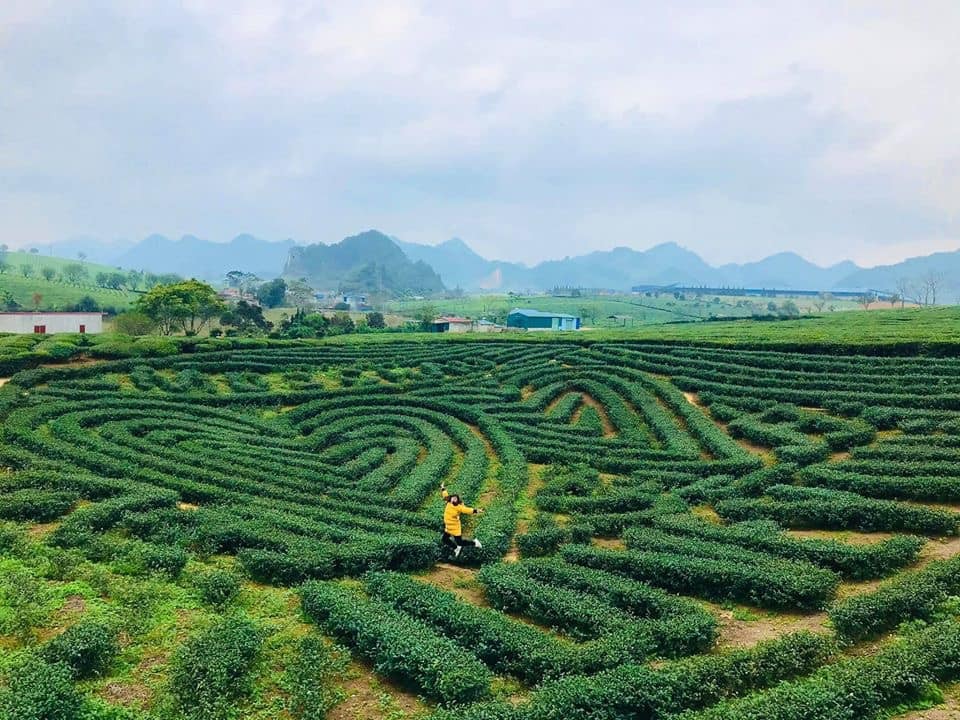 Toàn cảnh đồi chè trái tim trong chuyến du lịch Mộc Châu 2 ngày 1 đêm