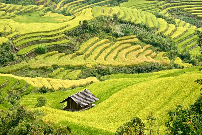 xa de xu phinh