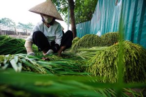 Cốm Hà Nội