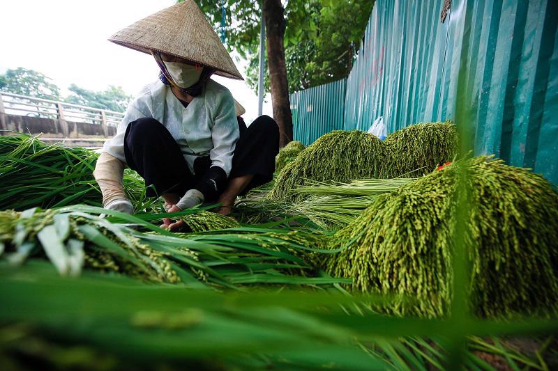 Cốm Hà Nội