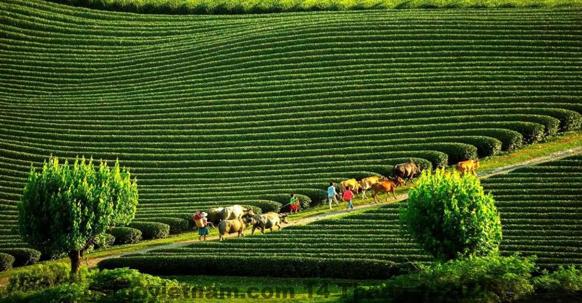 So sánh giá khách sạn tại khu vực Bản Áng Mộc Châu