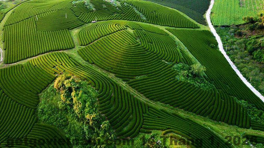 Đồi chè Ô Long Mộc Sương gần khách sạn – điểm check-in nổi tiếng của Mộc Châu