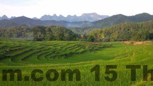 another terraced rice 1