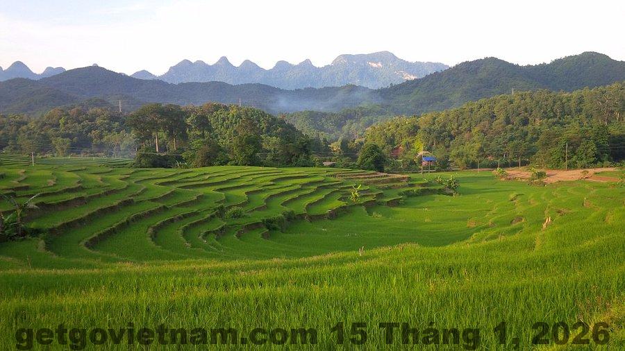 another terraced rice 1
