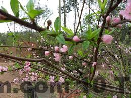 Hồ bơi ngoài trời tại Nudu Valley Sóc Sơn