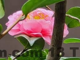 Camellia Hotel Thanh Hóa Review: Nơi Lý Tưởng Cho Những Trải Nghiệm Đáng Nhớ 6 Tiện ích tại Camellia Hotel