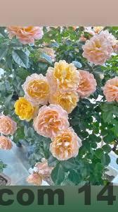 Khu vực ăn sáng đơn giản tại Khách Sạn Đại Thành Phúc