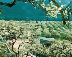 moc-chau-vietnam-01_1689840807