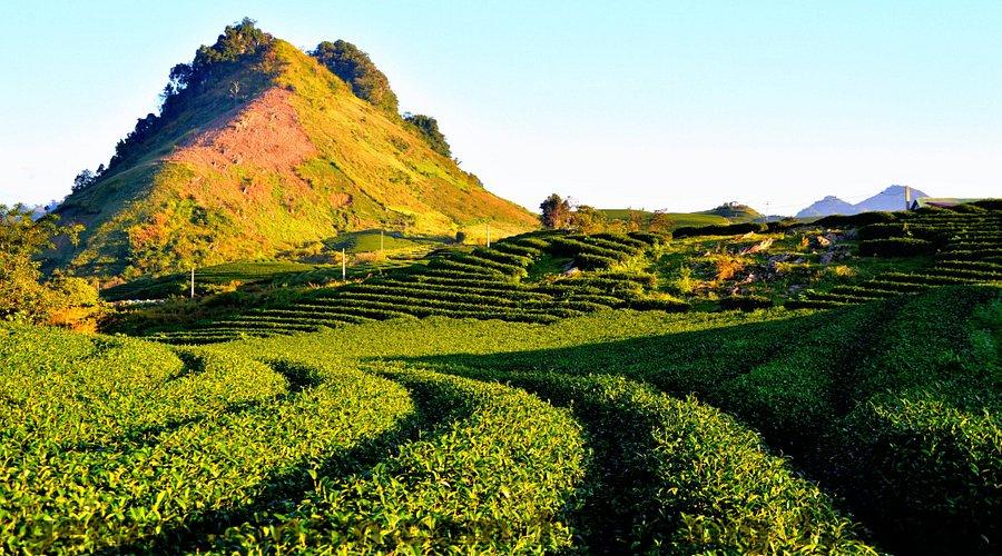 Khung cảnh đồi chè Mộc Châu gần khách sạn Mộc Sương